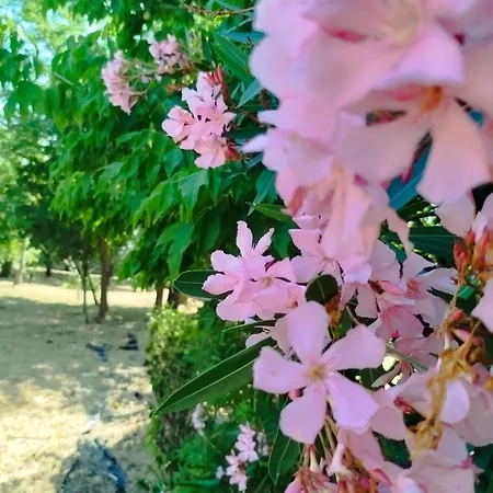 Cosy By L'arche De Jo