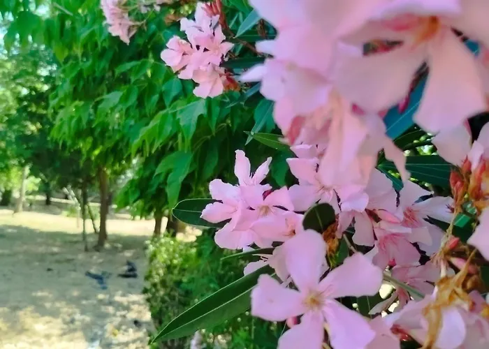 Cosy By L'arche De Jo